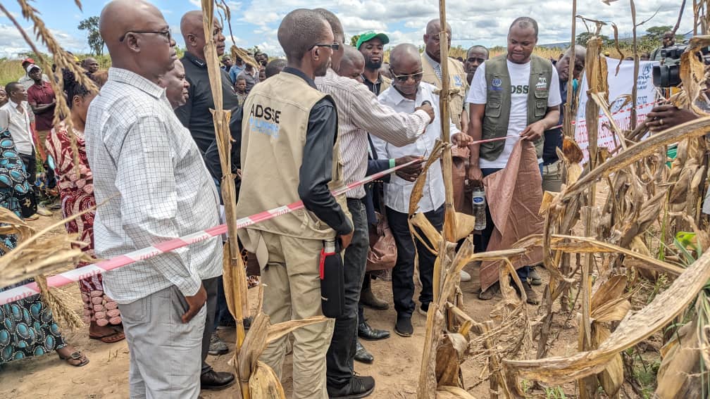 Récolte Maïs ADSSE Lubumbashi